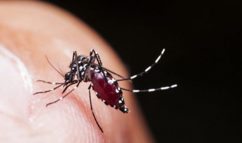 Dengue cases soar, officials warn of new strain