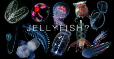 NARA engaged in research work to identify Jelly Fish species