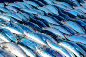 Steps to control escalating fish prices during festive season