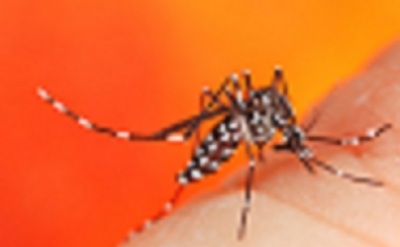 Island wide dengue eradication programs before schools start