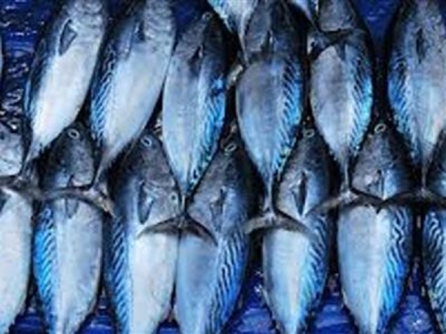 Sri Lanka&#039;s Fish Export up by 20% in 2014 1Q