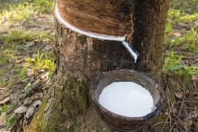 Cabinet approves certified price  for Sri Lankan natural rubber